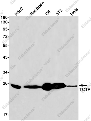 Recombinant TCTP Monoclonal Antibody - 1