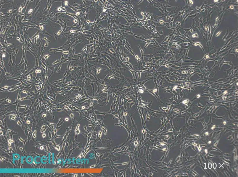 C6 Cell Complete MediumC6 Cell Complete Medium - 2