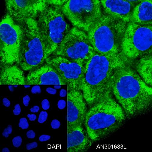 Recombinant RMP/C19orf2 Monoclonal Antibody - 3