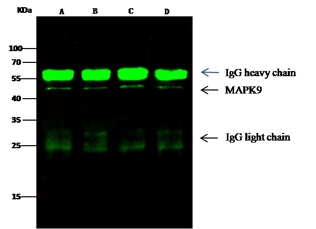 Recombinant JNK2/MAPK9 Monoclonal Antibody - small - 5