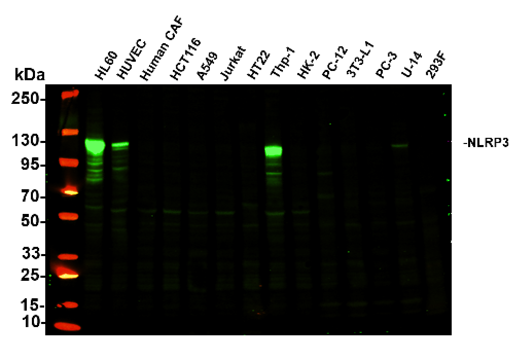 Recombinant NLRP3 Monoclonal Antibody - 3