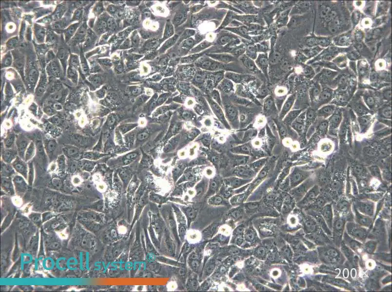 HS-5 Cell Complete Medium - 6