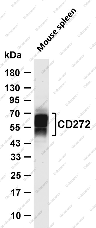 Recombinant CD272/BTLA Monoclonal Antibody - 1