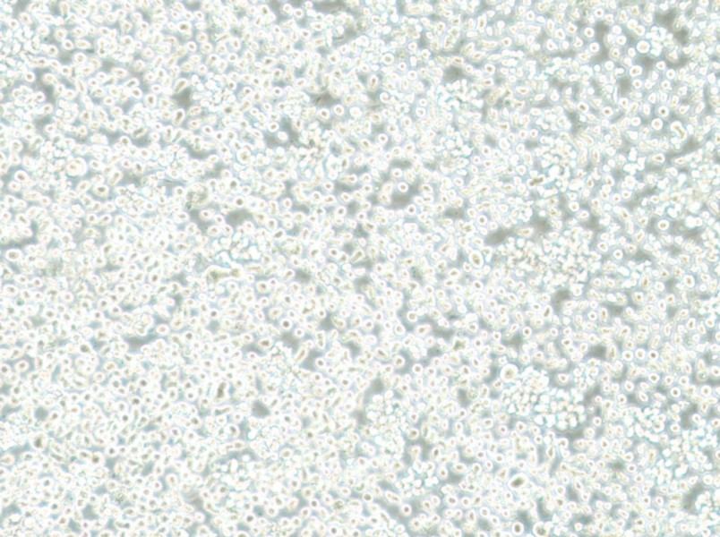 Mono-Mac-6 Cell Complete MediumMono-Mac-6 Cell Complete Medium - 2