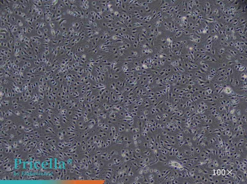 Mouse Liver Sinusoidal Endothelial Cell Isolation and Culture Kit - small - 4