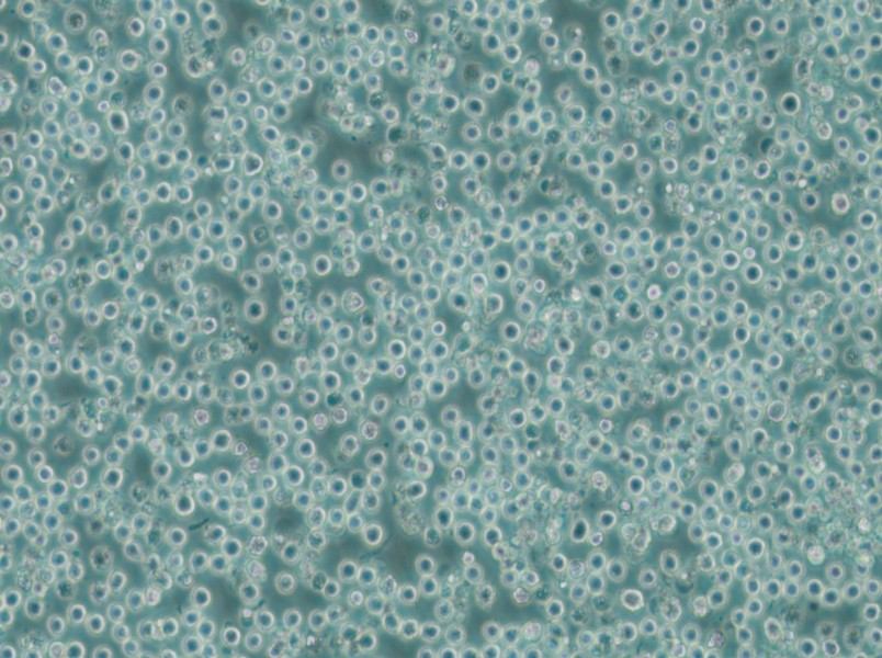 MV-4-11 Cell Complete Medium - 4