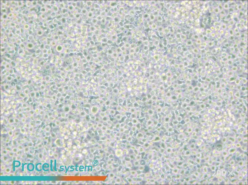 H9 [derivative of HuT 78] Cell Complete Medium - small - 5