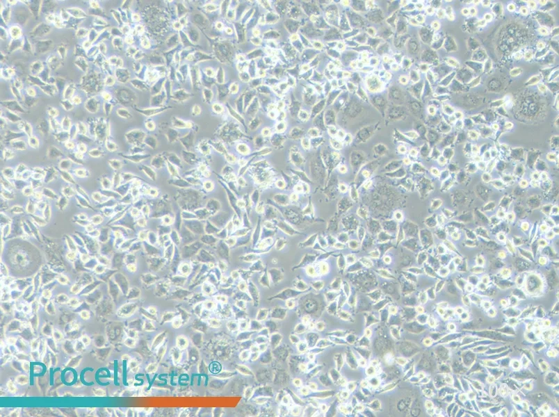 DH82 Cell Complete MediumDH82 Cell Complete Medium - 2