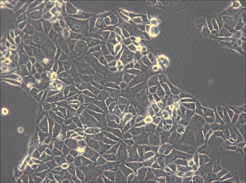 CMT93 Cell Complete Medium - small - 6