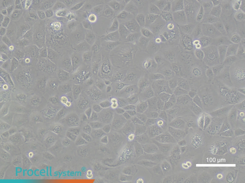 FU97 Cell Complete MediumFU97 Cell Complete Medium - 1