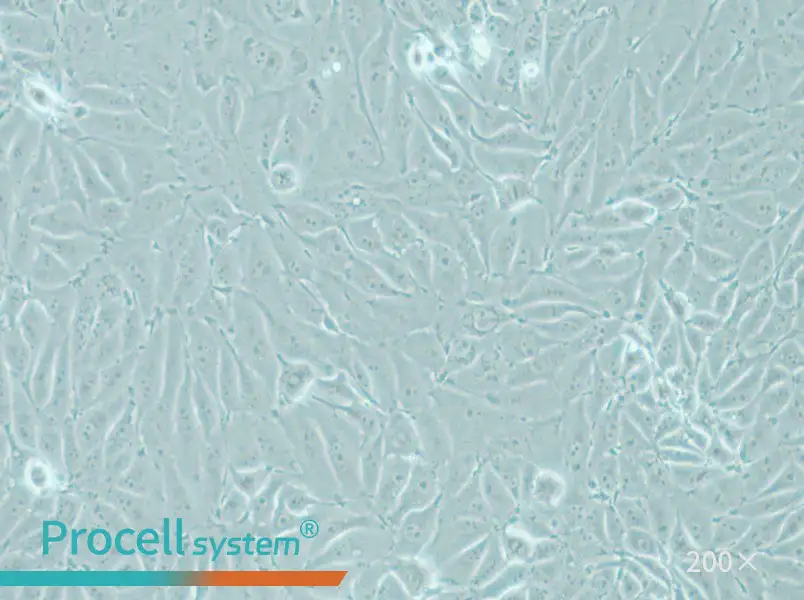 IPEC-J2 Cell Complete Medium - 5