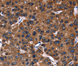 PHB Polyclonal Antibody - 2