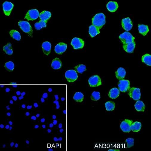 Recombinant CD50/ICAM3 Monoclonal Antibody - 3