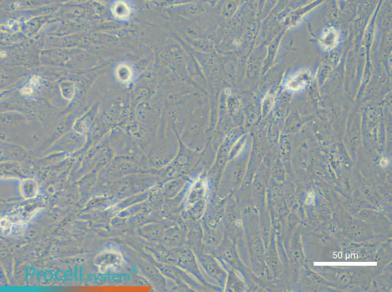 SNU-423 Cell Complete Medium - 4