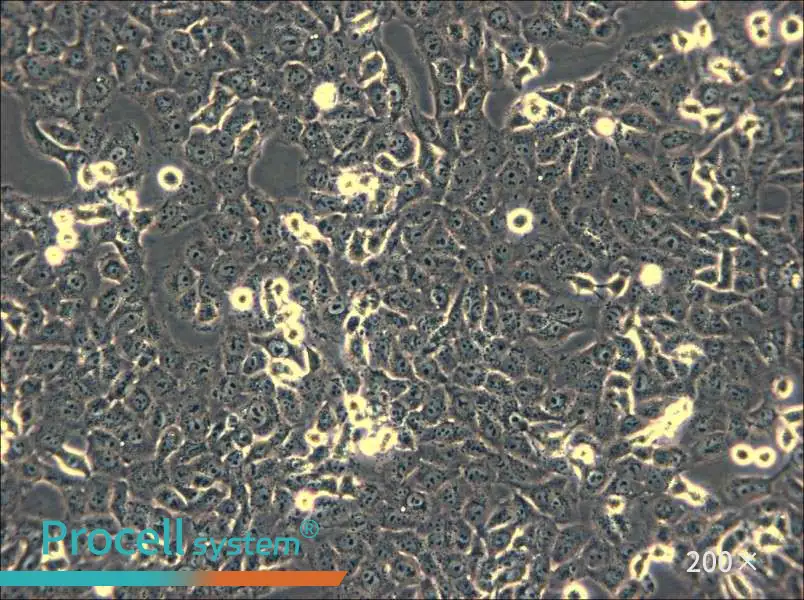 IOMM-Lee Cell Complete Medium - small - 6