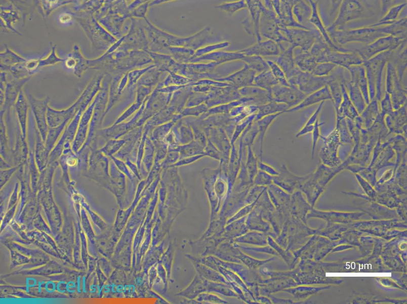 Rat Myogenic Stem Cell Complete Medium - 4