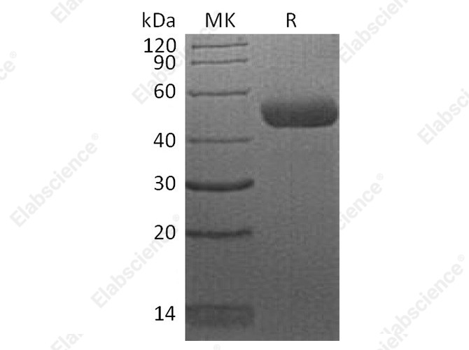 Recombinant Human CTLA4 Protein (mFc Tag) - 1