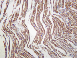 Recombinant VEGF-D Monoclonal Antibody - 4