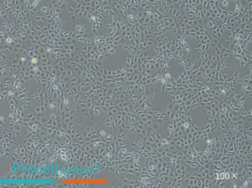 EPC Cell Complete Medium - 2