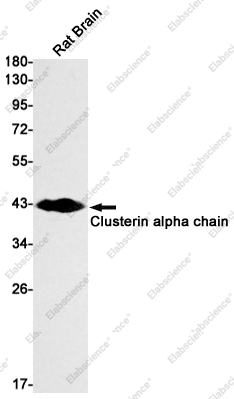Recombinant Clusterin alpha chain Monoclonal Antibody - 1