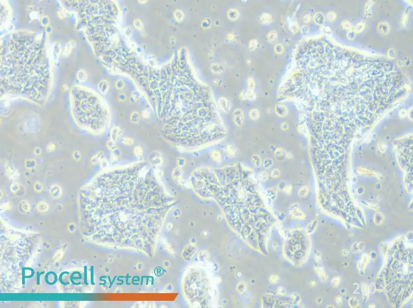 LC-2/ad Cell Complete Medium - small - 4