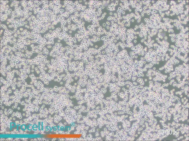 MH-S Cell Complete Medium - small - 6