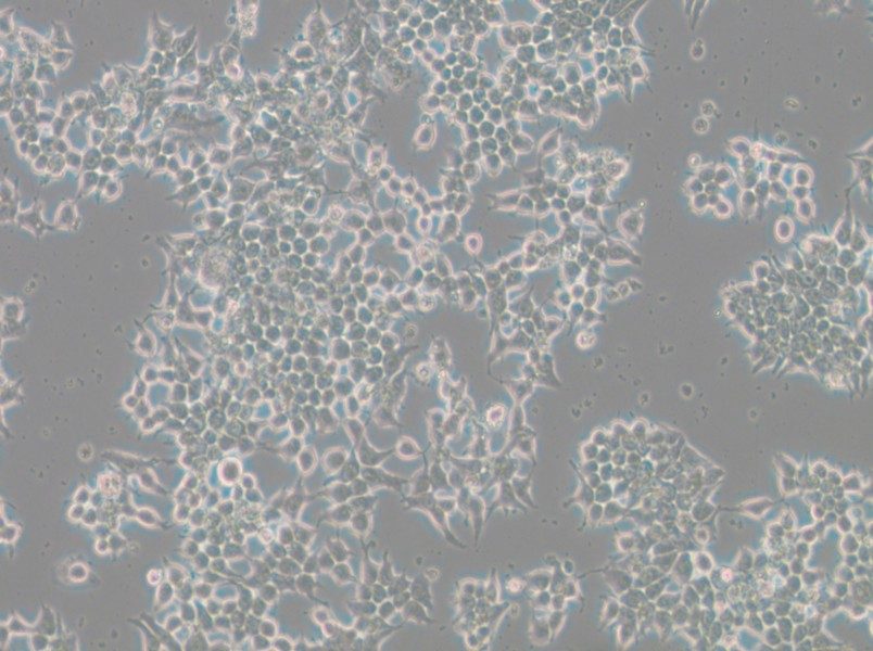 266-6 Cell Complete Medium - small - 4