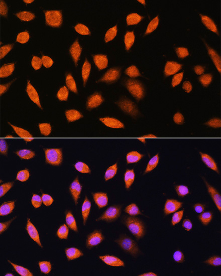 Immunofluorescence analysis of L929 cells using PNPO Polyclonal Antibody at dilution of  1:100. Blue: DAPI for nuclear staining.