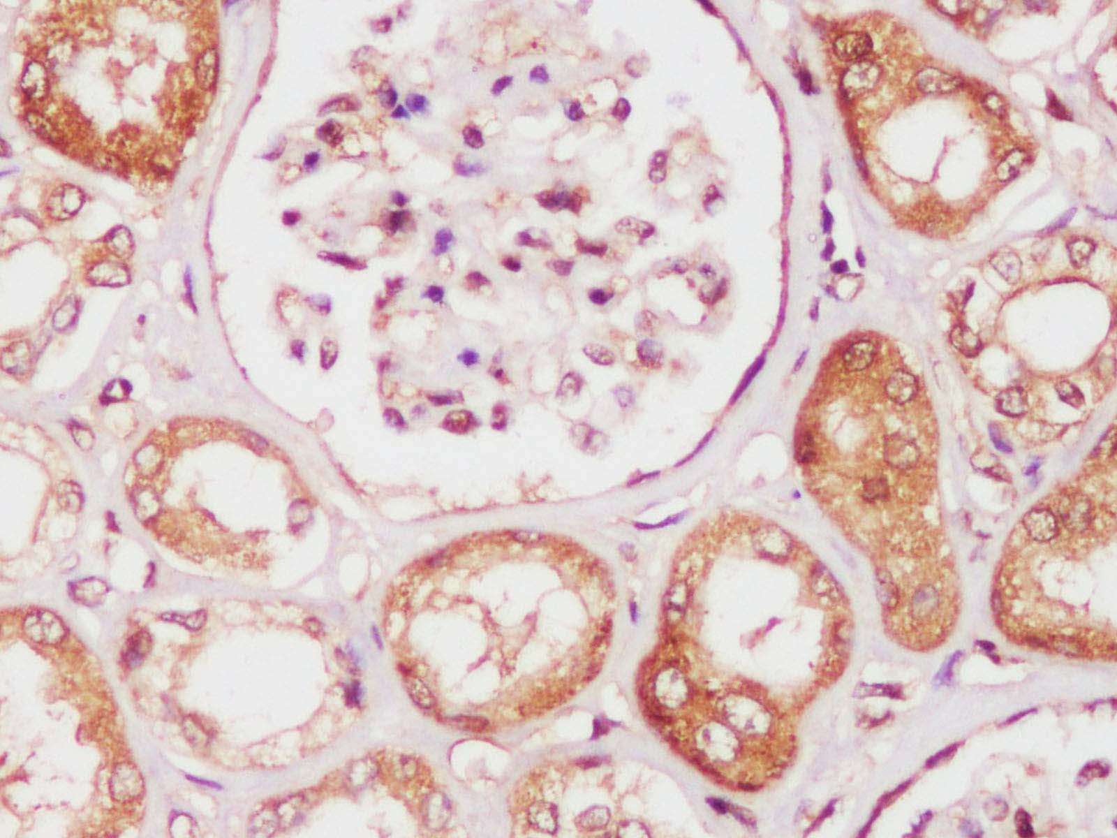 FITC Rat IgG2b, κ Isotype Control[LTF-2]-产品推荐-4