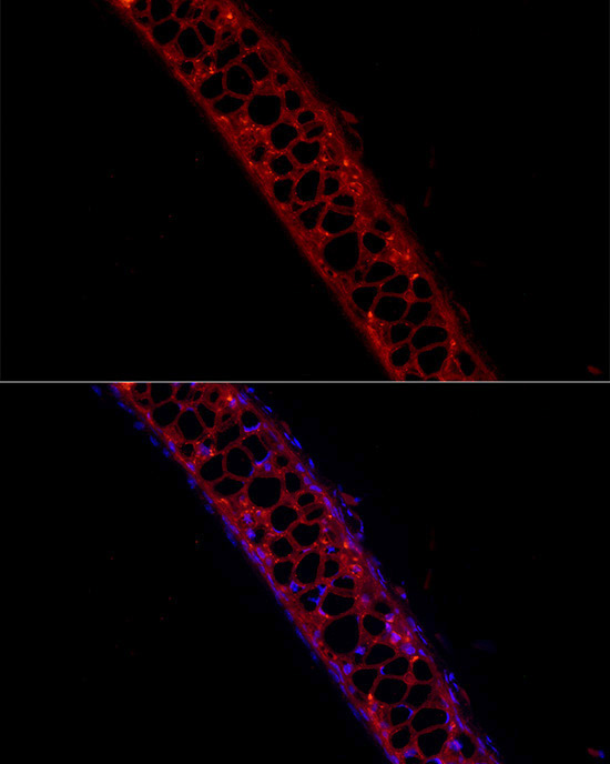 Immunofluorescence analysis of Mouse cartilage cells using Aggrecan Polyclonal Antibody at dilution of 1:50 (40x lens). Blue: DAPI for nuclear staining.