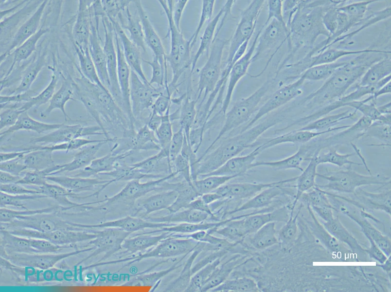 Human Coronary Artery Smooth Muscle Cell Complete Medium - 6