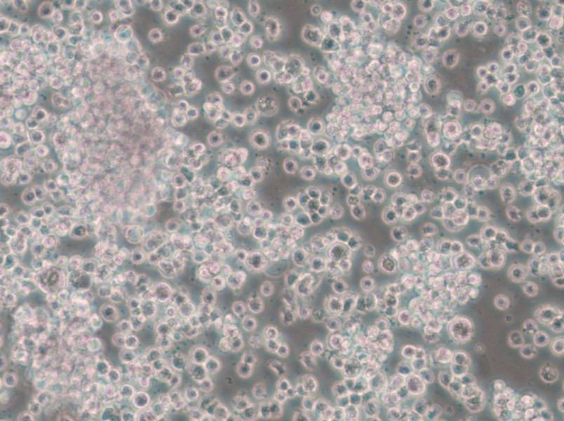 CTLL-2 Cell Complete Medium - small - 6