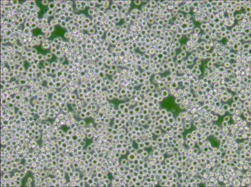 AE-1 Cell Complete Medium - 6