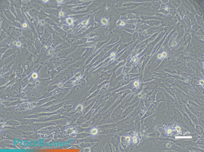 Rabbit Nucleus Pulposus Cell Complete Medium - 5