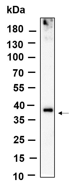 Recombinant BNI3L Monoclonal Antibody-searchlist-1