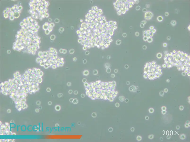 MMQ Cell Complete Medium - small - 6