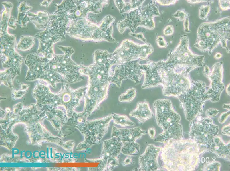 SW948 (DMEM) Cell Complete Medium - 4