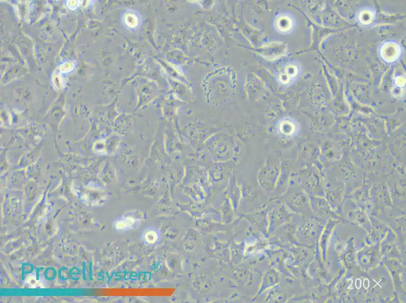 C918 Cell Complete Medium - 6