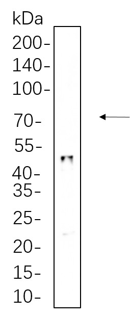 Recombinant HNF-3α Monoclonal Antibody-searchlist-1