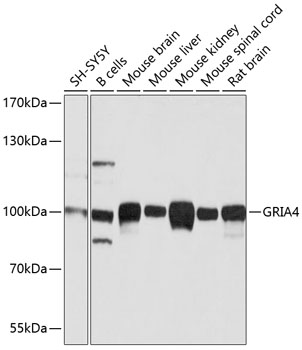 Western blot analysis of extracts of various cell lines using GRIA4 Polyclonal Antibody at dilution of 1:1000.