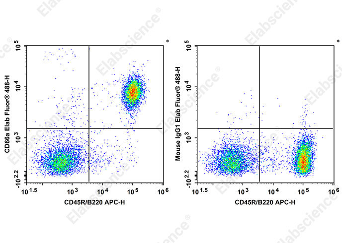 Elab Fluor® 488 Anti-Mouse CD66A Antibody[Mab-CC1]-1