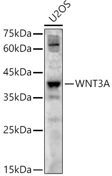 Western blot analysis of U2OS using WNT3A Polyclonal Antibody at 1:500 dilution.