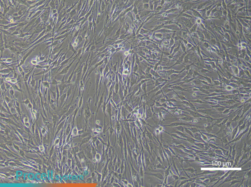 Human Adipose-Derived Mesenchymal Stem Cell Complete Medium - 2