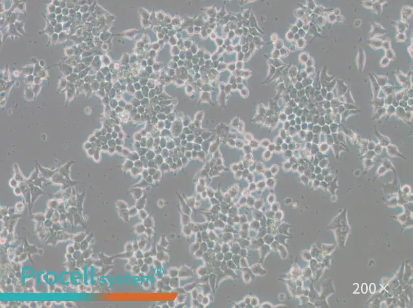 266-6 Cell Complete Medium - 4