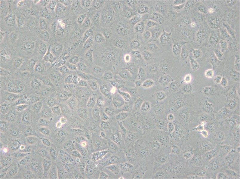 WB-F344 Cell Complete Medium - 5