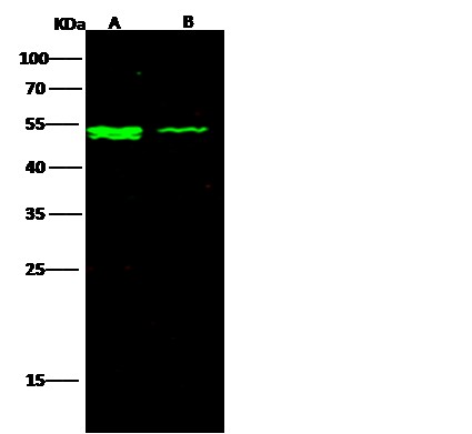 Recombinant IFNAR2 Monoclonal Antibody-searchlist-1