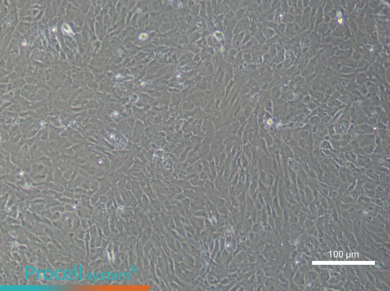 Rat Optic Papilla Astrocyte Complete Medium - 3