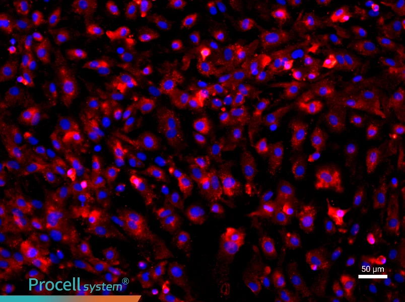 Rat Colonic Mucosal Epithelial Cell Complete Medium - 2