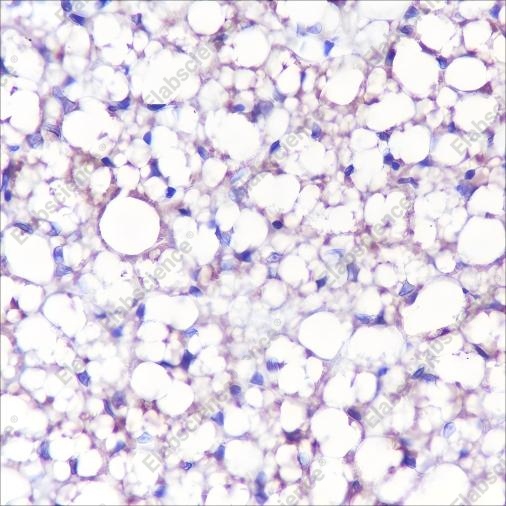 Recombinant UCP1 Monoclonal Antibody - 2
