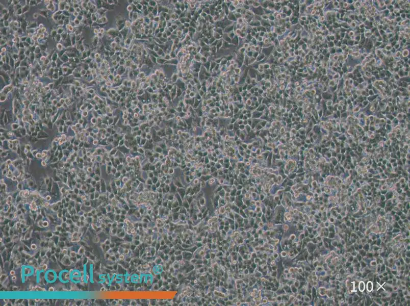 KPL-4 Cell Complete MediumKPL-4 Cell Complete Medium - 2